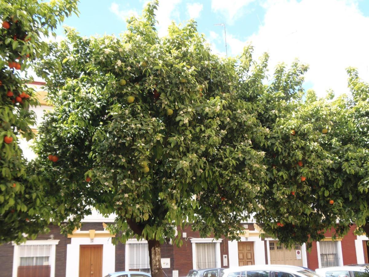 Apartamento En Triana Sevilla Exterior foto
